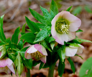 What’s Blooming at WVBG